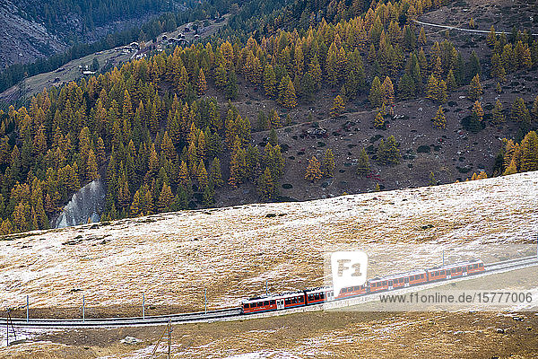 Gornergrat Bahn train runs among colorful woods in autumn Zermatt canton of Valais Swiss Alps Switzerland Europe