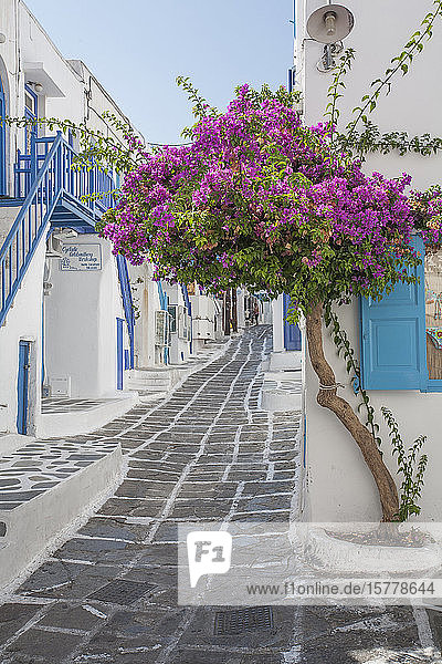 Purple flowers by building in Mykonos Greece