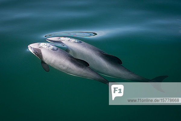 Two hector's dolphins (Cephalorhynchus hectori)  breaking surface of water  Kaikoura  Gisborne  New Zealand