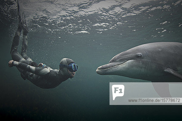 Woman freediving with bottlenose dolphin (Tursiops truncatus)  Doolin  Clare  Ireland