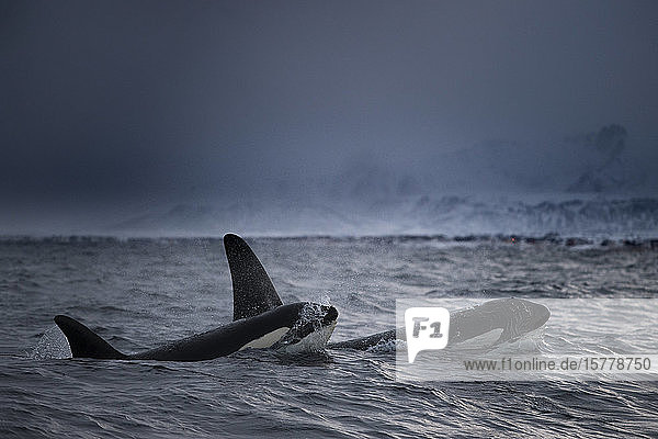 Killerwale (Orcinus orca)  Jagd auf Nahrung  Andenen  Nordland  Norwegen
