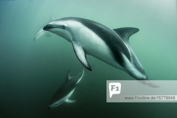 Dusky dolphins (Lagenorhynchus obscurus)  swimming underwater  Kaikoura  Gisborne  New Zealand