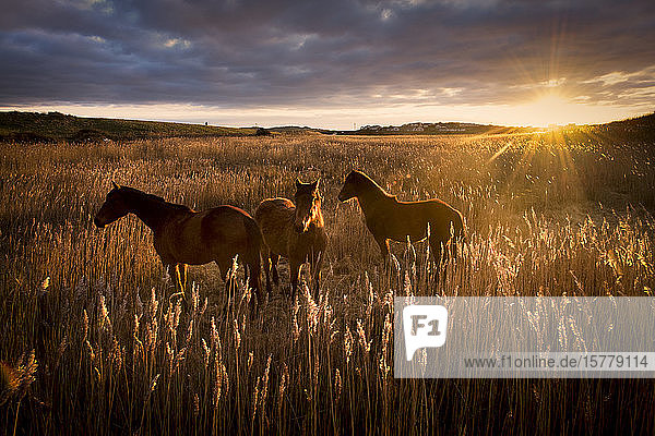 Drei Pferde im Feld bei Sonnenuntergang  Doolin  Clare  Irland
