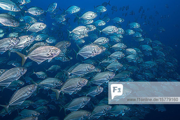 School of jack fish  Puntarenas  Costa Rica