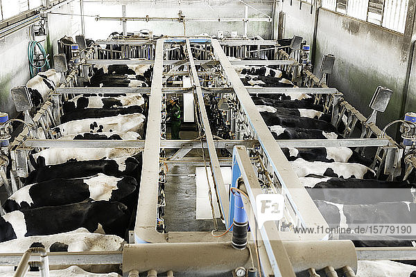 Milchbauern  die im Melkstand arbeiten