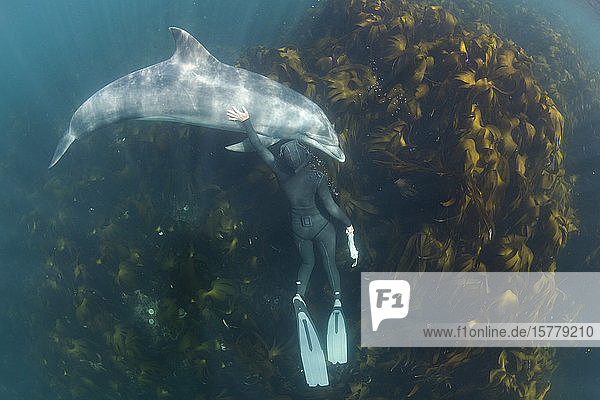 Woman free-diving with Bottlenose dolphin (Tursiops truncates)  overhead view  Doolin  Clare  Ireland