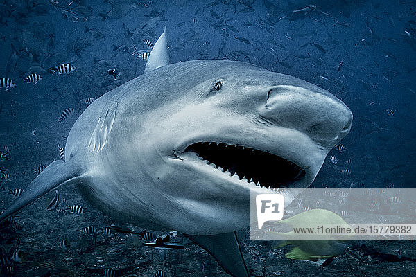 Bull shark (Carcharhinus leucas)  swimming towards camera  underwater view  Beqa Lagoon  Beqa  Fiji