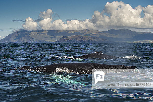 Zwei Buckelwale (Megaptera novaeangliae)  die zusammen schwimmen  Dingle  Kerry  Irland