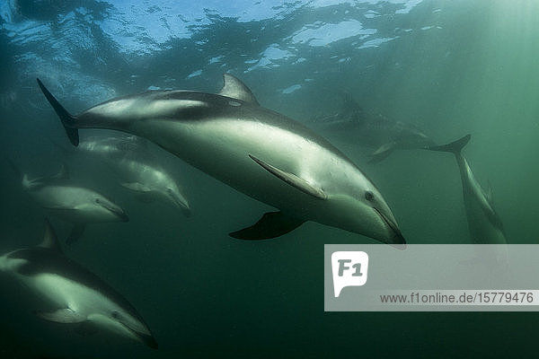 Dusky dolphins (Lagenorhynchus obscurus)  schwimmend unter Wasser  Kaikoura  Gisborne  Neuseeland