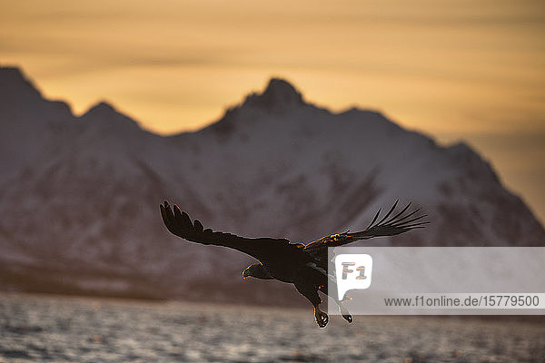 Seeadler (Haliaeetus albicilla)  im Flug  auf der Jagd nach Fischen  Å i Lofoten  Nordland  Norwegen
