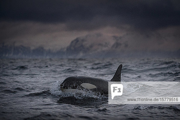 Schwertwal (Orcinus orca)  auf Nahrungssuche  Andenen  Nordland  Norwegen