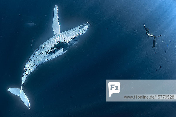 Woman swimming with Humpback whales (Megaptera novaeangliae)  underwater view  Tonga  Western  Fiji