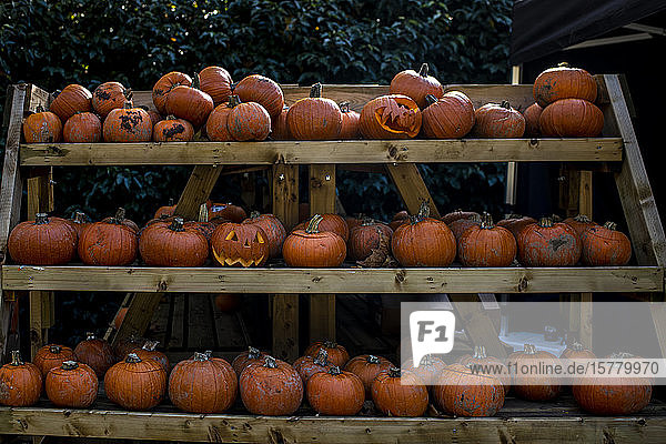 Racks of pumpkins and squash vegetables for sale at Halloween.