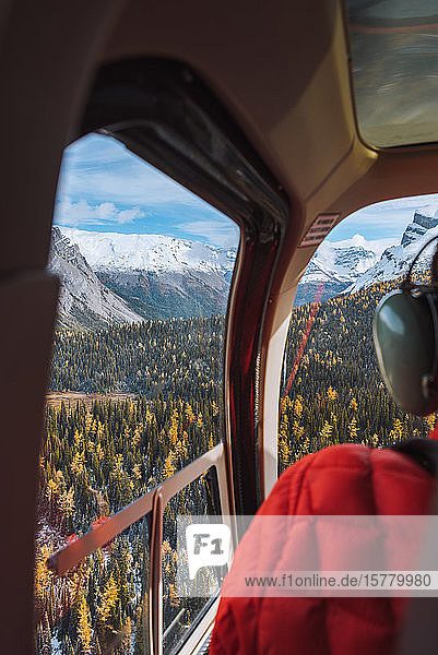 Helicopter above Canadian Rockies with larches turning yellow during fall  Alberta  Canada