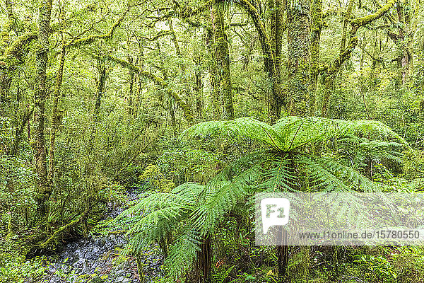 Neuseeland  Ozeanien  Südinsel  Southland  Fiordland National Park  Farne und Bäume
