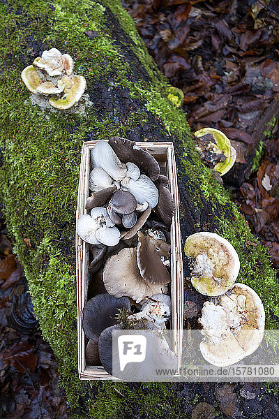 Germany,  Bavaria,  splint basket with collected Oyster Mushrooms in autumn