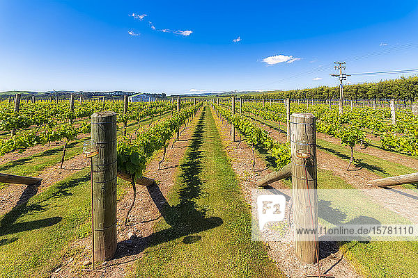 Vineyard  Region Martinborough  Nordinsel  Neuseeland