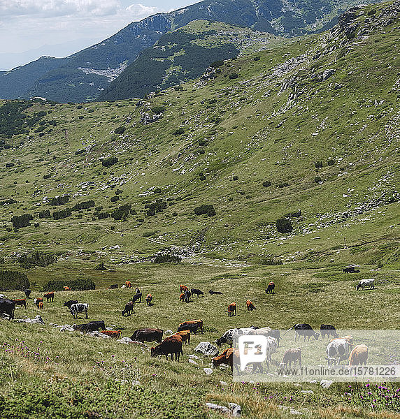 Bulgarien  Rila-Gebirge  Im Tal weidende Kühe