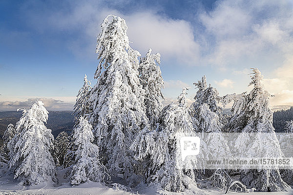 Winterlandschaft an der Hornisgrinde  Schwarzwald  Deutschland