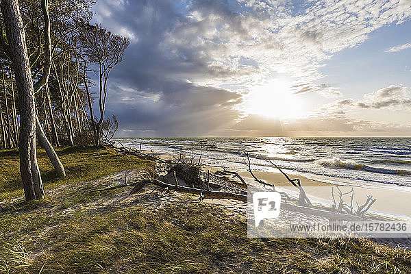 Deutschland  Mecklenburg-Vorpommern  Prerow  Treibholz am sandigen Küstenstrand bei bewölktem Sonnenuntergang