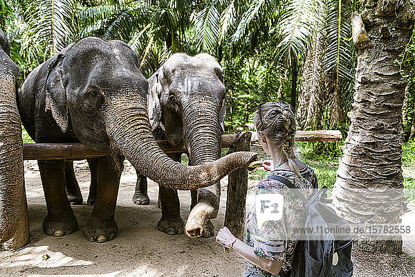 Rückansicht einer Frau  die Elefanten in einem Schutzgebiet füttert  Krabi  Thailand