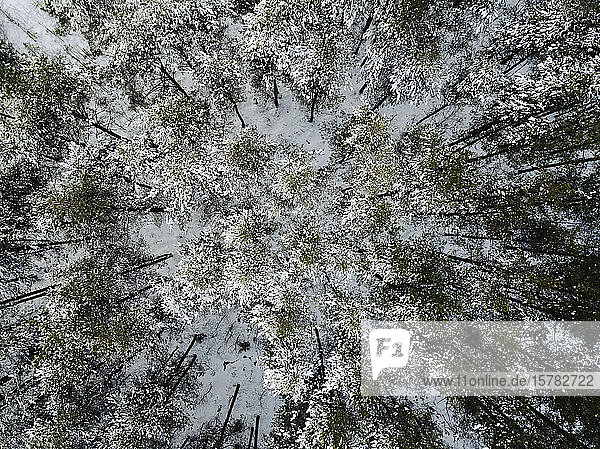 Russland  Leningrader Gebiet  Tichwin  Luftaufnahme des Waldes im Winter