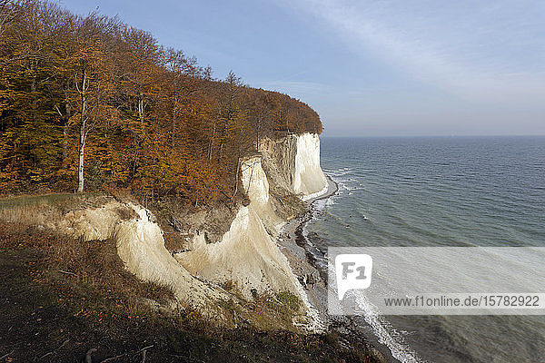 Deutschland  Rügen  Kreidefelsen mit Herbstwald an der Ostsee
