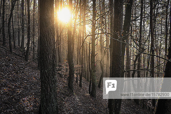 Sonne scheint durch Kiefernwald  Hauenstein  Rheinland-Pfalz  Deutschland