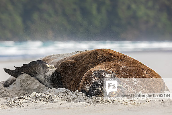 Neuseeland  Dunedin  Neuseeländischer Seelöwe (Phocarctos hookeri) schläft am Allans Beach