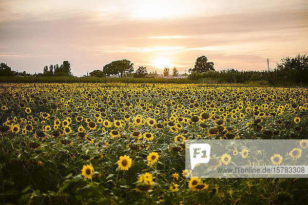 Sonnenblumenfeld bei Sommersonnenuntergang