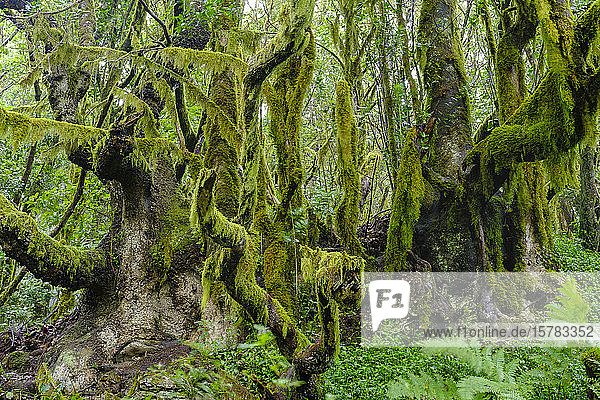 Spanien  Kanarische Inseln  La Gomera  Moosbedeckte Bäume im Garajonay-Nationalpark