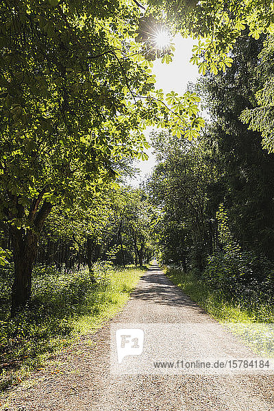 Germany North Rhine Westfalia Eifel Eifel National Park Treelined dirt road