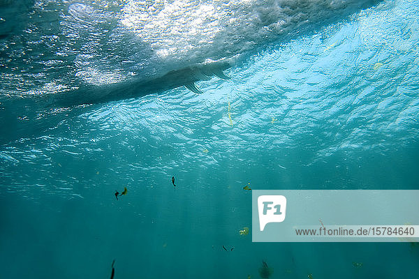 Indonesien  Bali  Unterwasser-Ansicht der Meereswelle