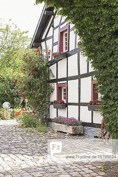 Germany North Rhine Westfalia Eifel Monschauer Land Monschau region village Hoefen Half timbered house surrounded with flowers