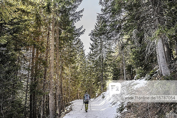 Man on snowshoeing trip in a forest  Lombardy  Valtellina  Italy