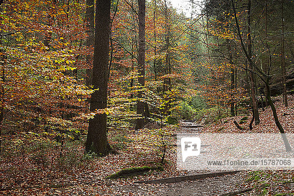Deutschland  Sachsen  Wanderweg im Herbstwald des Nationalparks Sächsische Schweiz