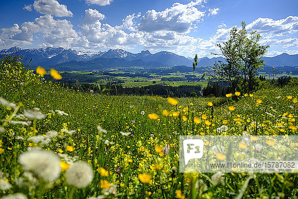 Deutschland  Schwaben  Frühlingswiese in den Allgäuer Alpen