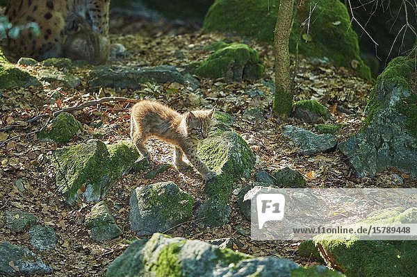 Young Eurasian lynx (Lynx lynx) in a forest  captive  Bavarian Forest Nationalpark  Bavaria  Germany  Europe.