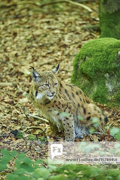 Eurasian lynx (Lynx lynx) in a forest  captive  Bavarian Forest Nationalpark  Bavaria  Germany  Europe.