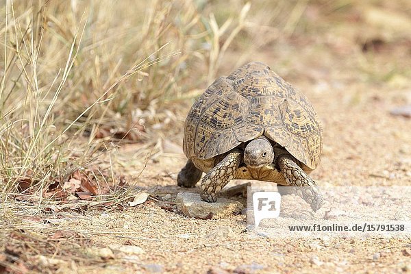 Leopard tortoise (Stigmochelis pardalis)  adult  walking  Kruger National Park  South Africa.