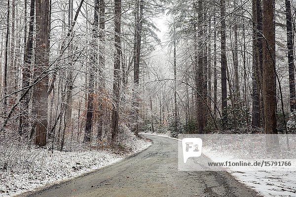 Forest road in winter - Pisgah National Forest  near Brevard  North Carolina  USA.