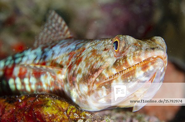 Reef Lizardfish (Synodus variegatus  Synodontinae Family)  Demak dive site  Bangka Island  north Sulawesi  Indonesia  Pacific Ocean.