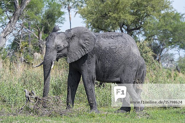 An elephant (Loxodonta africana) in the Gomoti Plains area  a community run concession  on the edge of the Gomoti river system southeast of the Okavango Delta  Botswana.