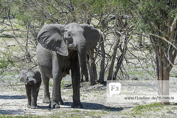 An African elephant (Loxodonta africana) mother with a baby elephant in the Gomoti Plains area  a community run concession  on the edge of the Gomoti river system southeast of the Okavango Delta  Botswana.
