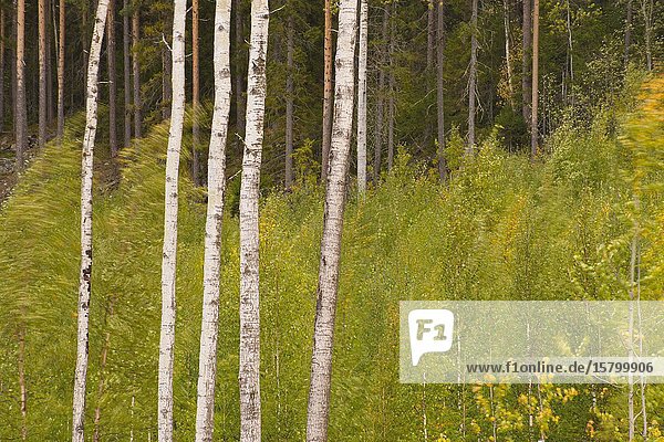 Five slim birch trunks (Betula sp.) are swaying in an autumn wind. Västernorrland  Sweden  Europe