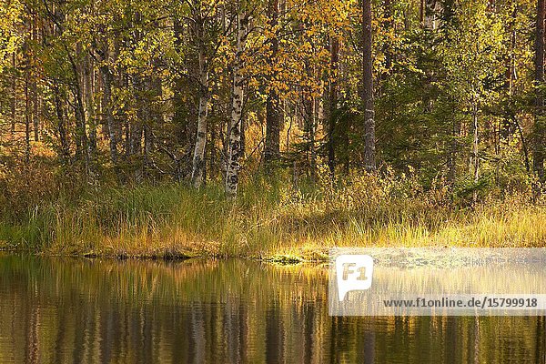 Autumn colored trees are reflected in a glassy lake on a sunny day. Västernorrland  Sweden  Europe