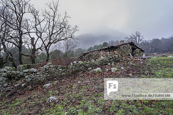 Old rural house  oaks and pines in the fog in winter time. Sierra de Gredos. Avila. Spain. Europe.