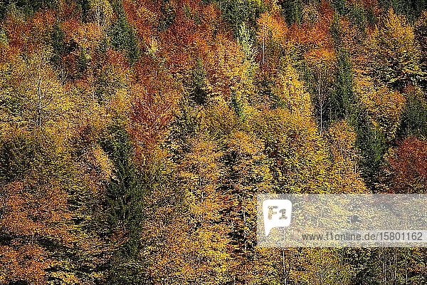Herbst  bunter Laubwald bei Nussensee  Salzkammergut  Oberösterreich  Österreich  Europa
