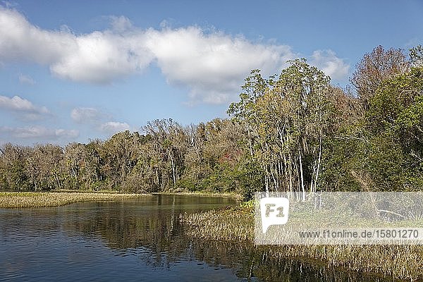 River landscape  reeds  trees with Spanish moss or (Tillandsia usneoides)  Rainbow River  Rainbow Springs State Park  Dunnelon  Florida  USA  North America