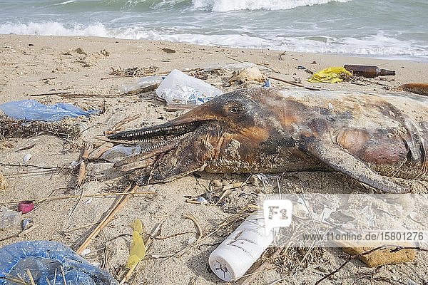 Ein toter Delfin  der an den Sandstrand gespült wurde  ist von Plastikmüll  Flaschen  Plastiktüten und anderem Plastikmüll umgeben  Plastikverschmutzung im Meer tötet Meerestiere  Schwarzes Meer  Odessa  Ukraine  Europa